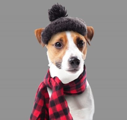 写真：犬